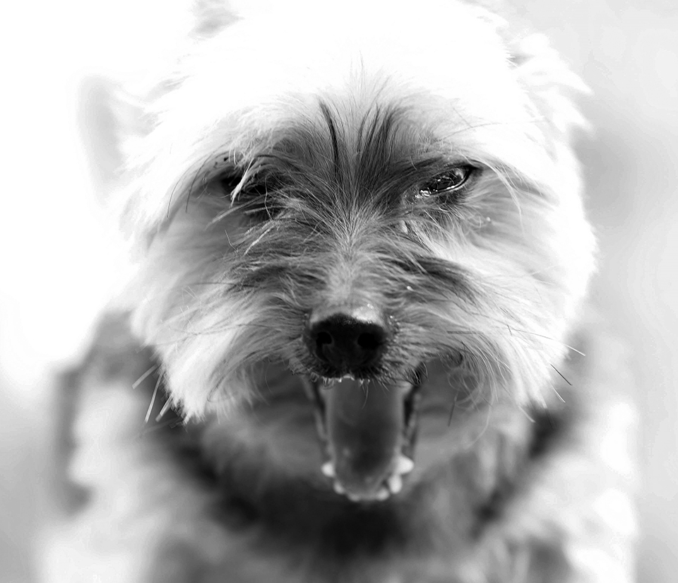 Filou