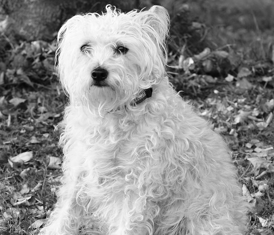 Filou