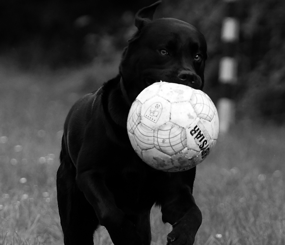 Vito